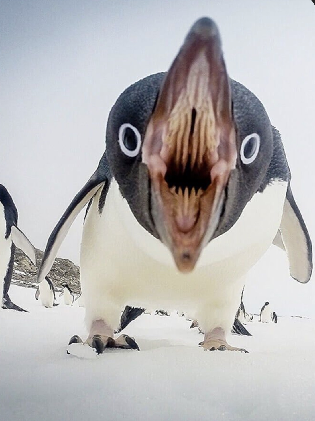 penguins teeth - O